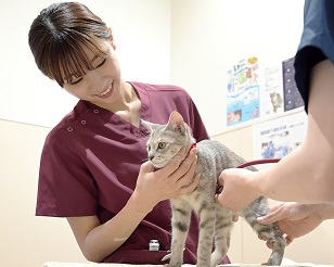 大阪ECO動物海洋専門学校 ネコちゃんの看護師さん体験