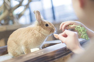 専門学校 福岡ビジョナリーアーツ【ペット学科】 【福岡 1日体験入学】★小動物のお世話を体験!~