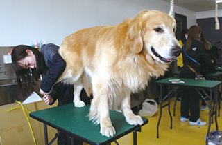 専門学校 福岡ビジョナリーアーツ【ペット学科】 【福岡 1日体験入学】★大型犬のお手入れ★