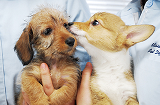 専門学校 福岡ビジョナリーアーツ【ペット学科】 【福岡 1日体験入学】★子犬の看護★