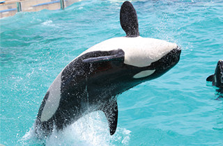 専門学校 福岡ビジョナリーアーツ【ペット学科】 【福岡 1日体験入学】★水族館飼育員のお仕事★