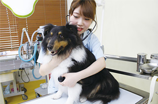専門学校 福岡ビジョナリーアーツ【ペット学科】 【福岡 1日体験入学】★動物看護師さんと診察体験★