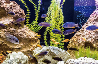 専門学校 福岡ビジョナリーアーツ【ペット学科】 【福岡 1日体験入学】★Vaふれあい水族館★