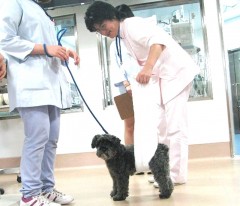 大阪ペピイ動物看護専門学校 【高校1・2年生体験入学】☆ワンちゃんのためのアロマテラピー