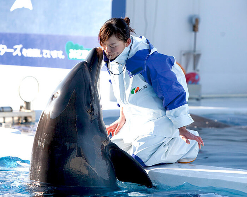 大阪ECO動物海洋専門学校 目指せドルフィントレーナー