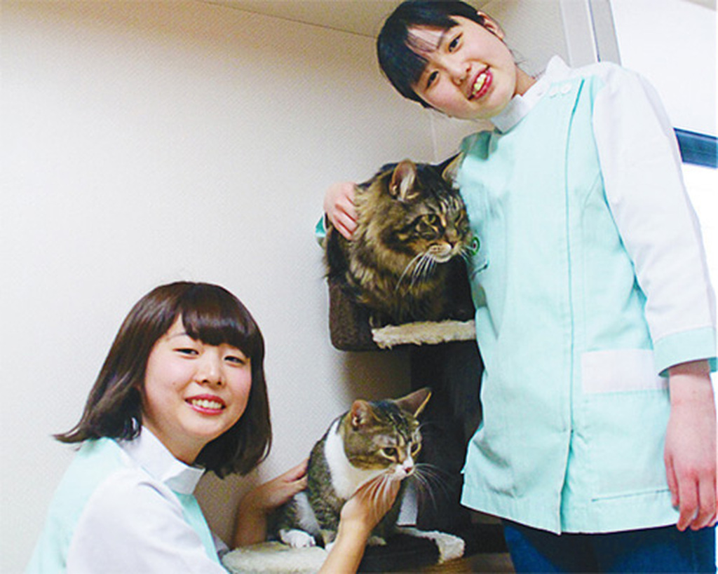 大阪ECO動物海洋専門学校 ネコちゃんの看護師さん体験