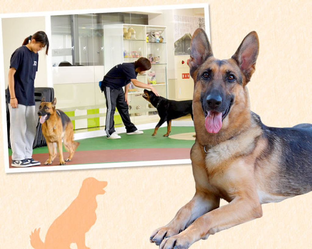大阪ECO動物海洋専門学校 ドッグトレーナーのお仕事体験!!【警察犬】