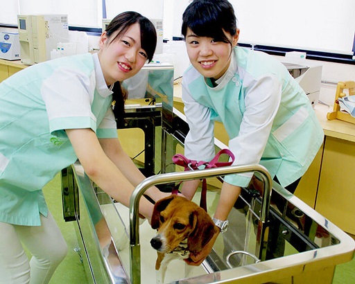大阪ECO動物海洋専門学校 動物看護師体験 ワンちゃんの看護師さん体験