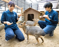 大阪ECO動物海洋専門学校 飼育員さんのお仕事体験