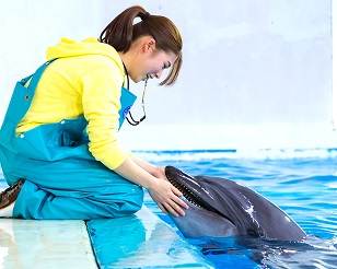 大阪ECO動物海洋専門学校 目指せドルフィントレーナー