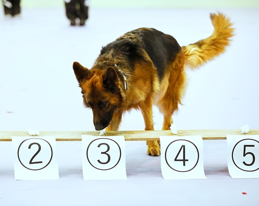 大阪ECO動物海洋専門学校 ドッグトレーナーのお仕事体験！！【警察犬】