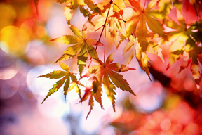 日本写真芸術専門学校 プロが教える撮影の基本　秋の紅葉編