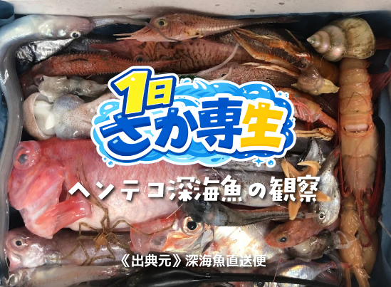 日本さかな専門学校 4月29日【昼食付き】ヘンテコ深海魚の観察