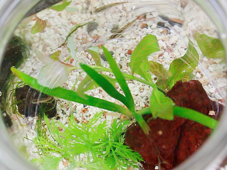 専門学校東京テクニカルカレッジ 環境テクノロジー科(水生生物と自然の関係)