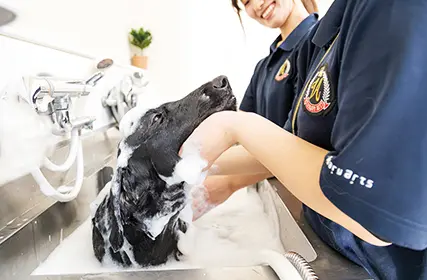 専門学校ビジョナリーアーツ[ペット学科／動物看護学科] 6月22日　オープンキャンパス【体験講座】