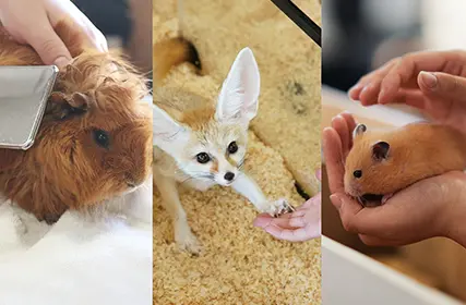 専門学校ビジョナリーアーツ[ペット学科／動物看護学科] 1月25日　オープンキャンパス【体験講座】