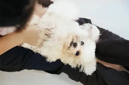 専門学校ビジョナリーアーツ[ペット学科／動物看護学科] 1月31日　オープンキャンパス【体験講座】