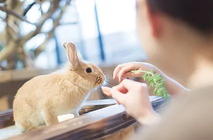 専門学校ビジョナリーアーツ[ペット学科／動物看護学科] 2月7日　オープンキャンパス【体験講座】