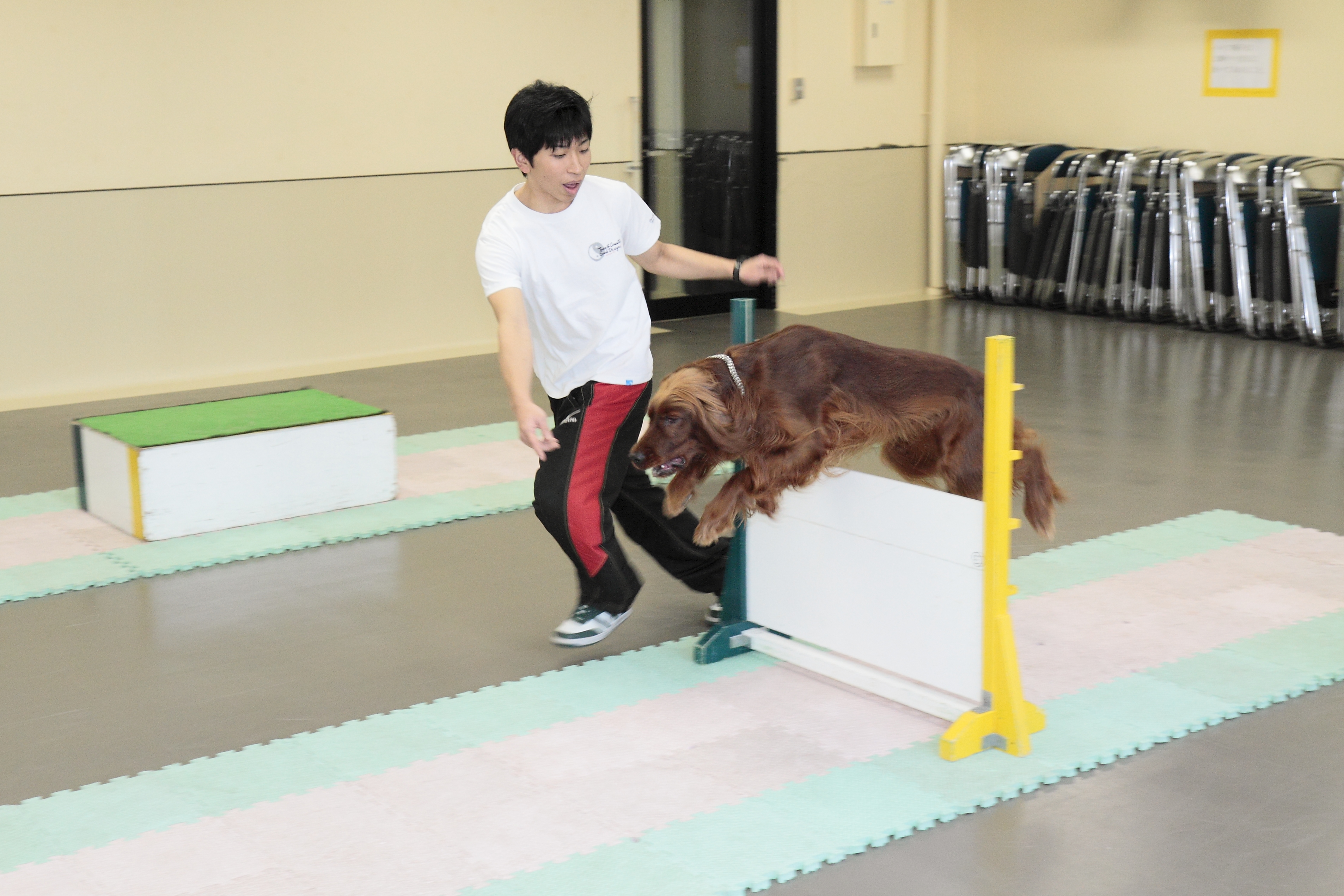 東京スクールオブビジネス トレーニング体験【大型犬編】