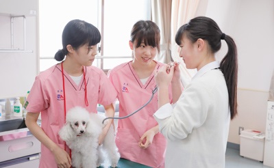 東京愛犬専門学校 体験入学【動物看護学科希望者向け】