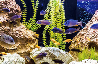 専門学校 福岡ビジョナリーアーツ【ペット学科】 お魚さんとふれあってみよう