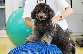 専門学校 福岡ビジョナリーアーツ【ペット学科】 バランスボールで子犬の筋力つくり