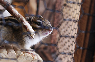 専門学校 福岡ビジョナリーアーツ【ペット学科】 小動物が喜ぶ♪おもちゃ作り