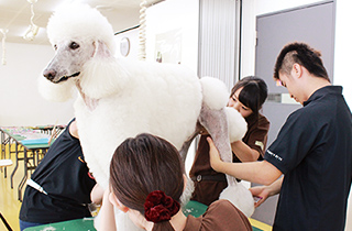 専門学校 福岡ビジョナリーアーツ【ペット学科】 大型犬のお手入れ