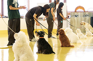 専門学校 福岡ビジョナリーアーツ【ペット学科】 家庭犬トレーナー&アニマルセラピスト体験