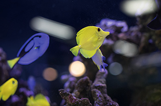 専門学校 福岡ビジョナリーアーツ【ペット学科】 淡水&海水 お魚博士になろう