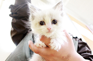 専門学校 福岡ビジョナリーアーツ【ペット学科】 子猫と遊ぼう