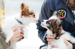 専門学校 福岡ビジョナリーアーツ【ペット学科】 子犬の抱っこ散歩
