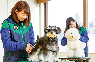 専門学校 福岡ビジョナリーアーツ【ペット学科】 子犬のお手入れ