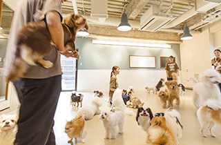 専門学校 福岡ビジョナリーアーツ【ペット学科】 犬舎体験