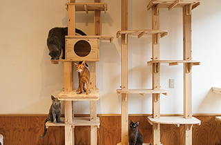 専門学校 福岡ビジョナリーアーツ【ペット学科】 猫舎体験