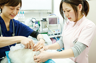専門学校 福岡ビジョナリーアーツ【ペット学科】 動物病院「Vaspital」で動物看護師体験