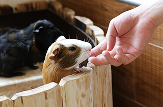 専門学校 福岡ビジョナリーアーツ【ペット学科】 (体験講座)動物園飼育員から教わるアニマルトレーニング