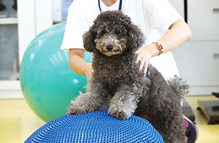 専門学校 福岡ビジョナリーアーツ【ペット学科】 (体験講座)バランスボールでパピーの筋力UP