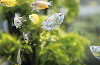 専門学校 福岡ビジョナリーアーツ【ペット学科】 (体験講座)お魚博士になろう
