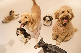 専門学校 福岡ビジョナリーアーツ【ペット学科】 (体験講座)犬好きのための