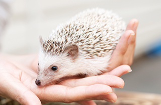 専門学校 福岡ビジョナリーアーツ【ペット学科】 (体験講座)小動物好きのためのお世話