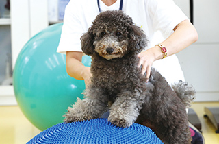 専門学校 福岡ビジョナリーアーツ【ペット学科】 【体験講座】バランスボールで子犬の筋力つくり