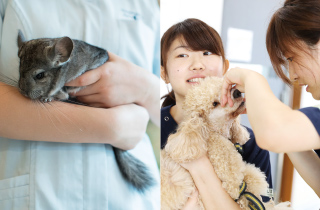 専門学校 福岡ビジョナリーアーツ【ペット学科】 【体験講座】小動物のお手入れ&健康管理
