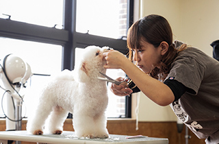 専門学校 福岡ビジョナリーアーツ【ペット学科】 「Charm Key」でトリマー体験