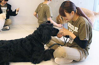 専門学校 福岡ビジョナリーアーツ【ペット学科】 大型犬のトレーニング
